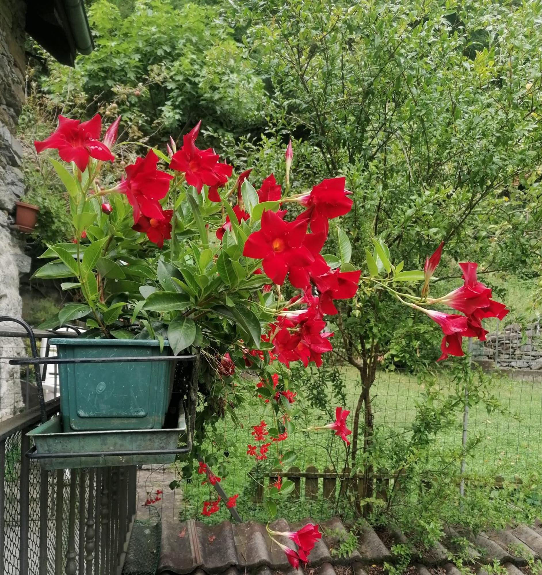 Casa Prucci Villa Battigio Kültér fotó